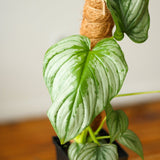 Philodendron Mamei ‘Silver Cloud’ - Ed's Plant Shop