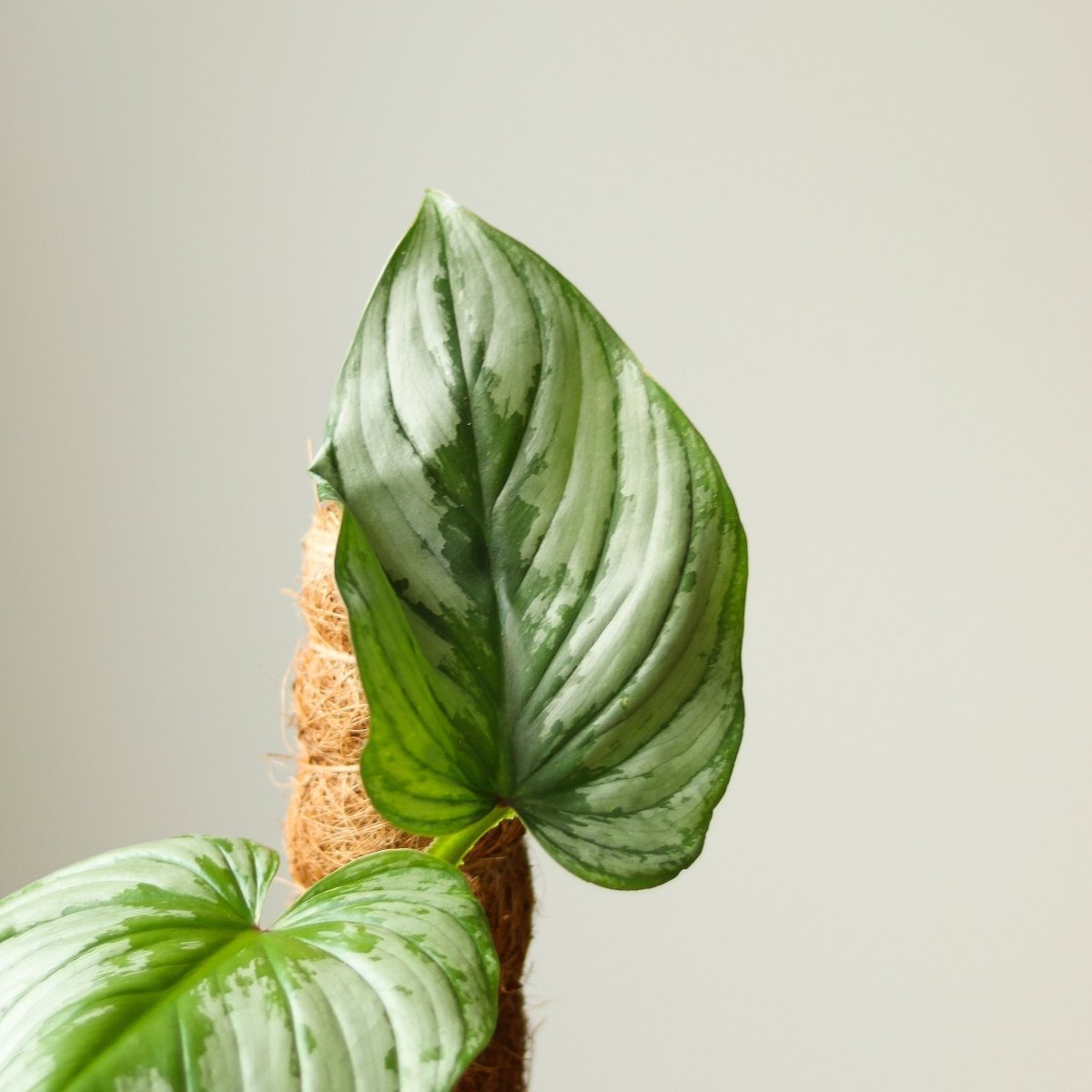 Philodendron Mamei ‘Silver Cloud’ - Ed's Plant Shop