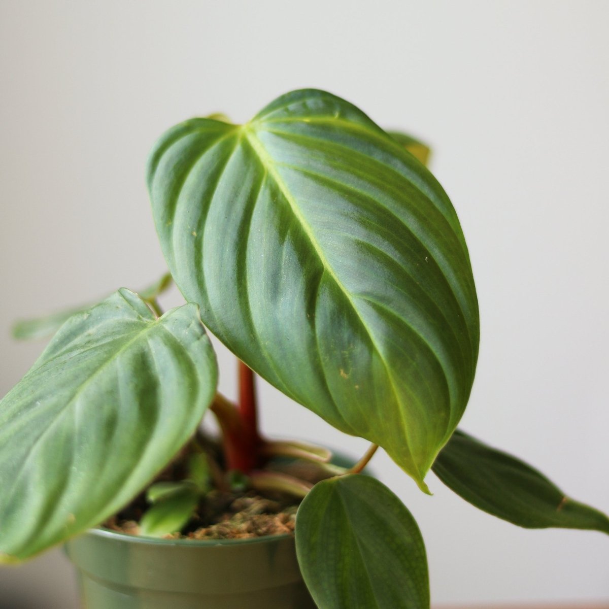 Philodendron 'McDowell' - Rare Philodendron For Sale