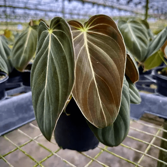 Close-up of a Philodendron melanochrysum with large green leaves in a greenhouse setting.