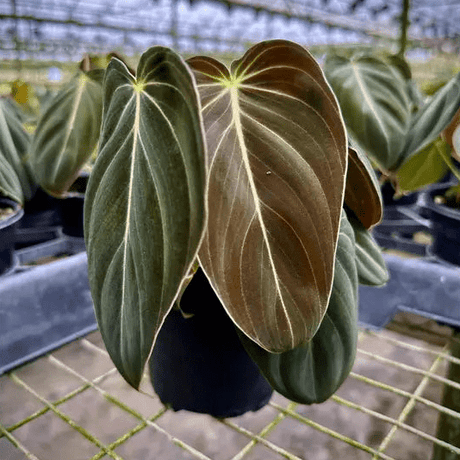 Close-up of a Philodendron melanochrysum with large green leaves in a greenhouse setting.