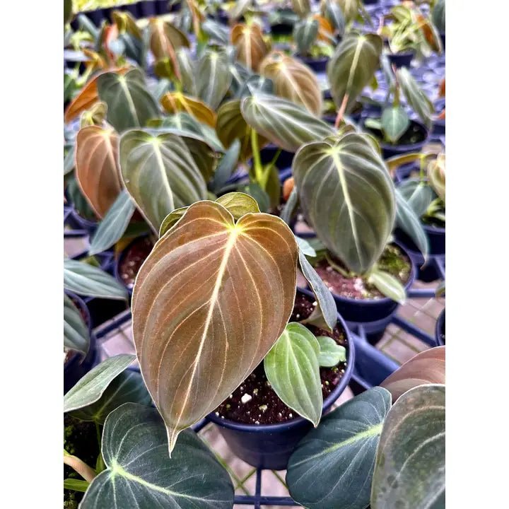 kens philodendrons Philodendron melanochrysum