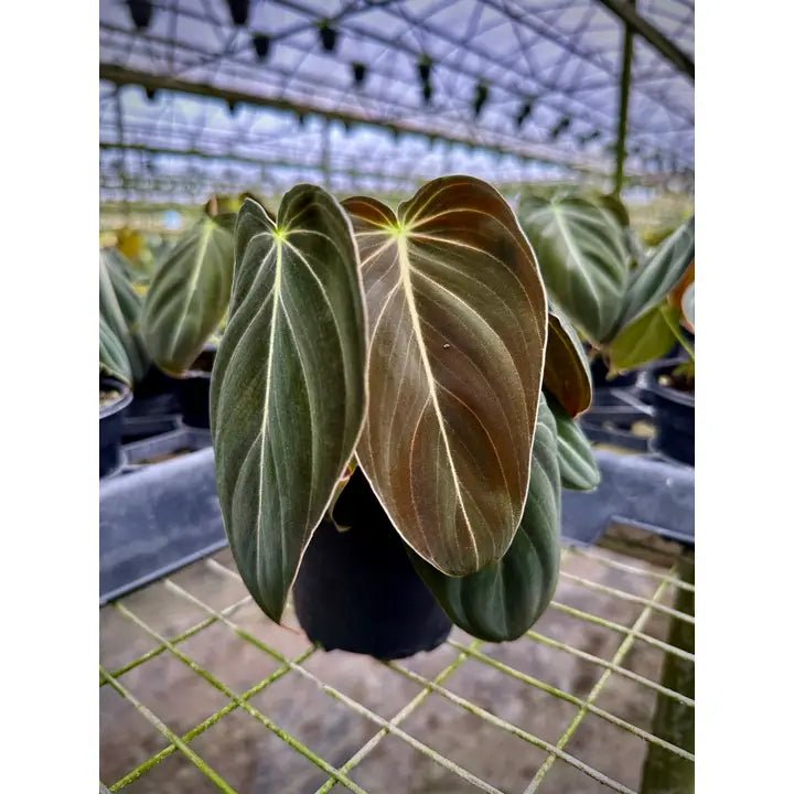 Philodendron melanochrysum – Black Gold Philodendron | Rare Aroid - Ed's Plant Shop