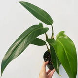 Philodendron mexicanum - Mexican Tree Philodendron - Ed's Plant Shop