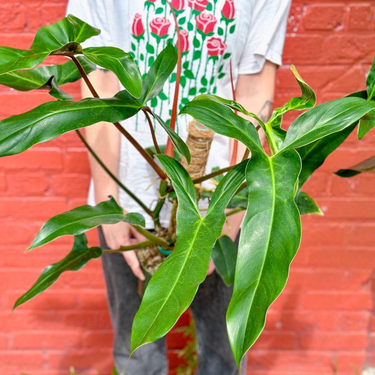 philodendron mexicanum care Philodendron mexicanum - Mexican Tree Philodendron