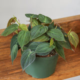 Philodendron Micans - Micans Philodendron  - 4 Inch