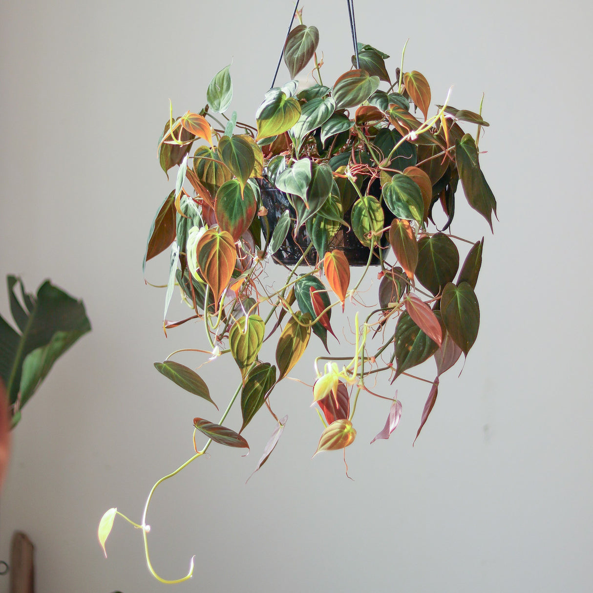 Philodendron micans- Velvet Philodendron Hanging Basket