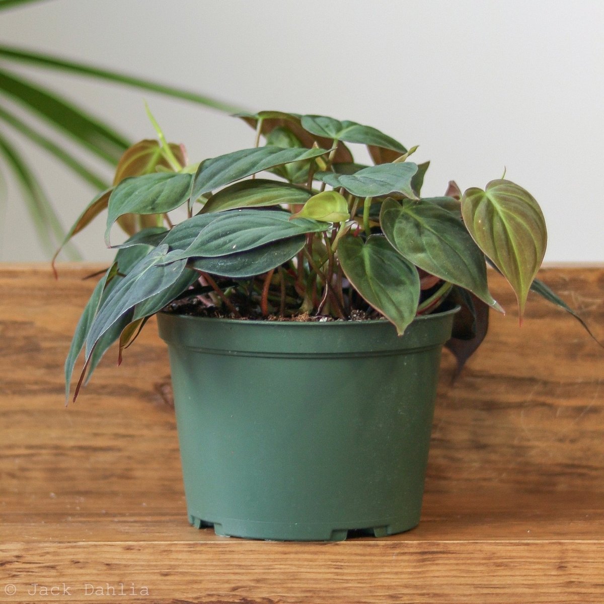 philodendron micans price Mican Philodendron - Velvet Leaf - Live Starter Plants - Philodendron Hederaceum