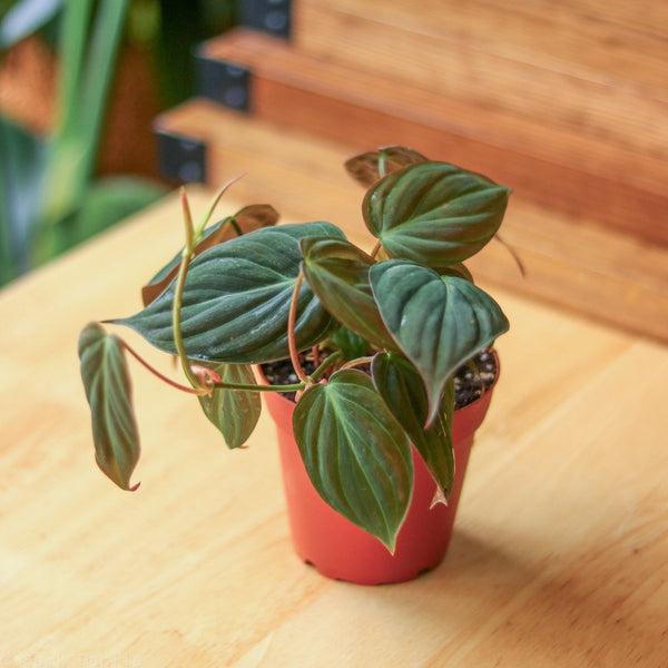 Close-up of Philodendron Micans leaves showing velvety texture and bronze-green coloring.