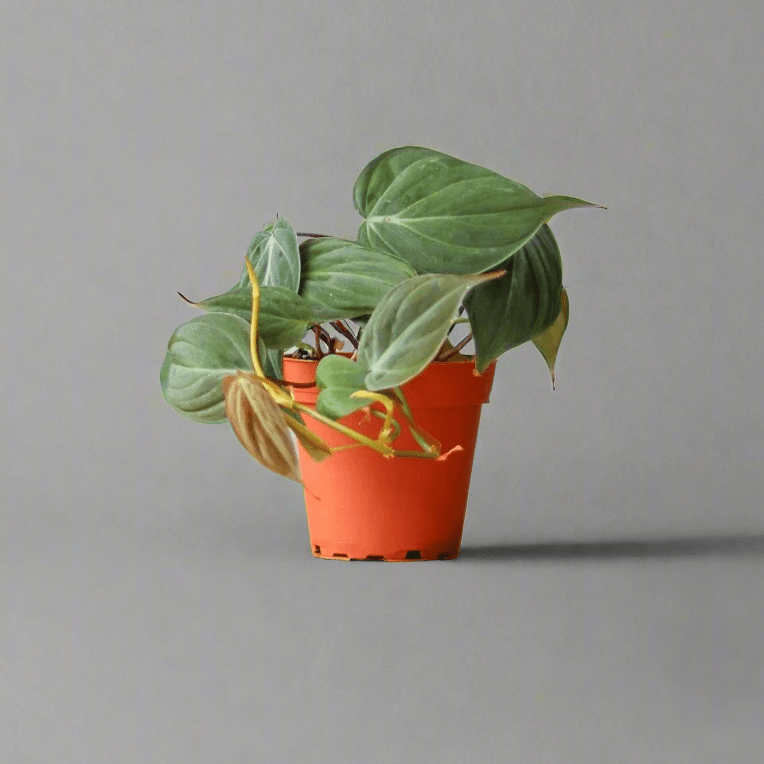 philodendron micans online Mican Philodendron - Velvet Leaf - Live Starter Plants - Philodendron Hederaceum