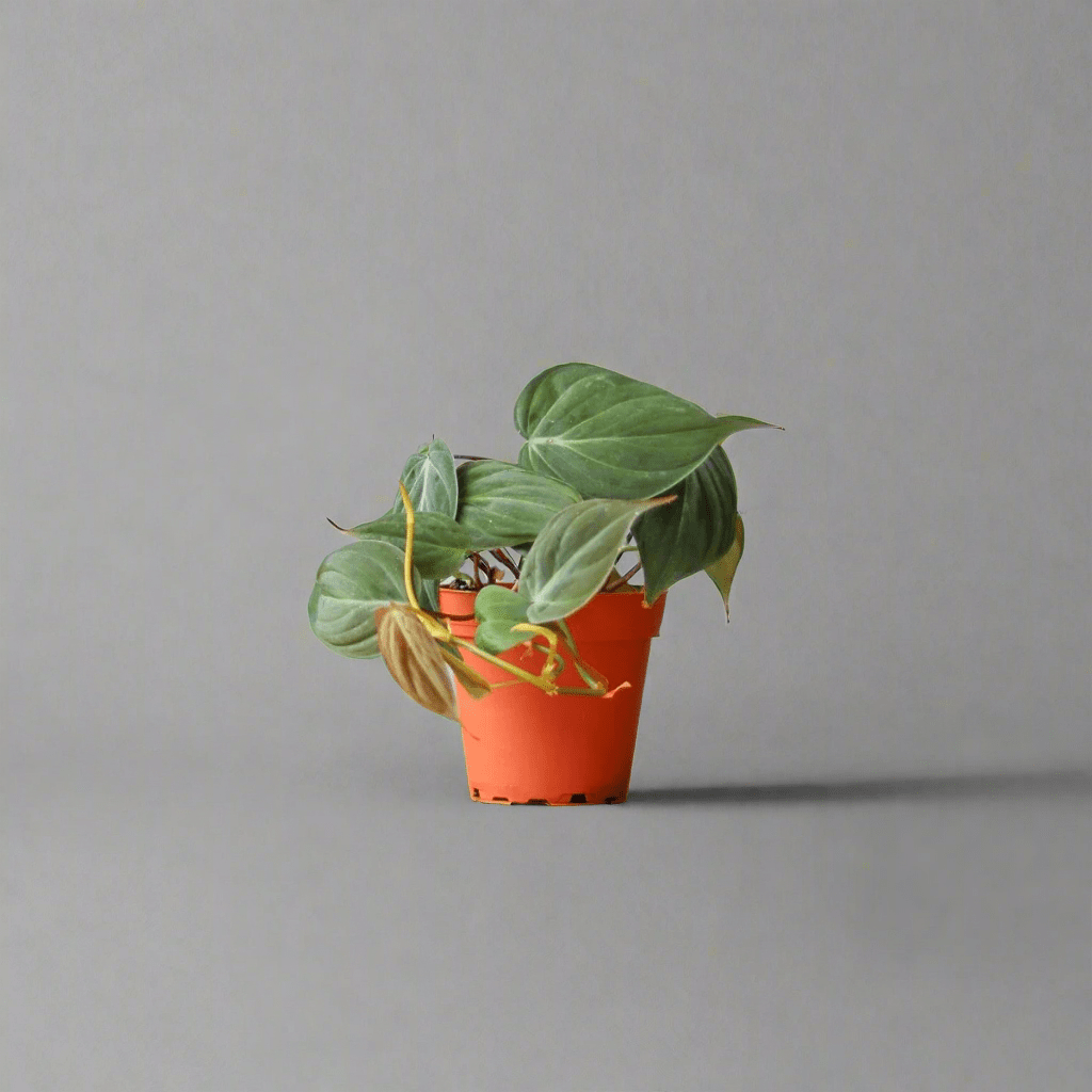 philodendron micans origin Mican Philodendron - Velvet Leaf - Live Starter Plants - Philodendron Hederaceum