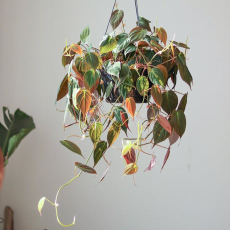 Philodendron micans - Velvet Philodendron Hanging Basket - Ed's Plant Shop