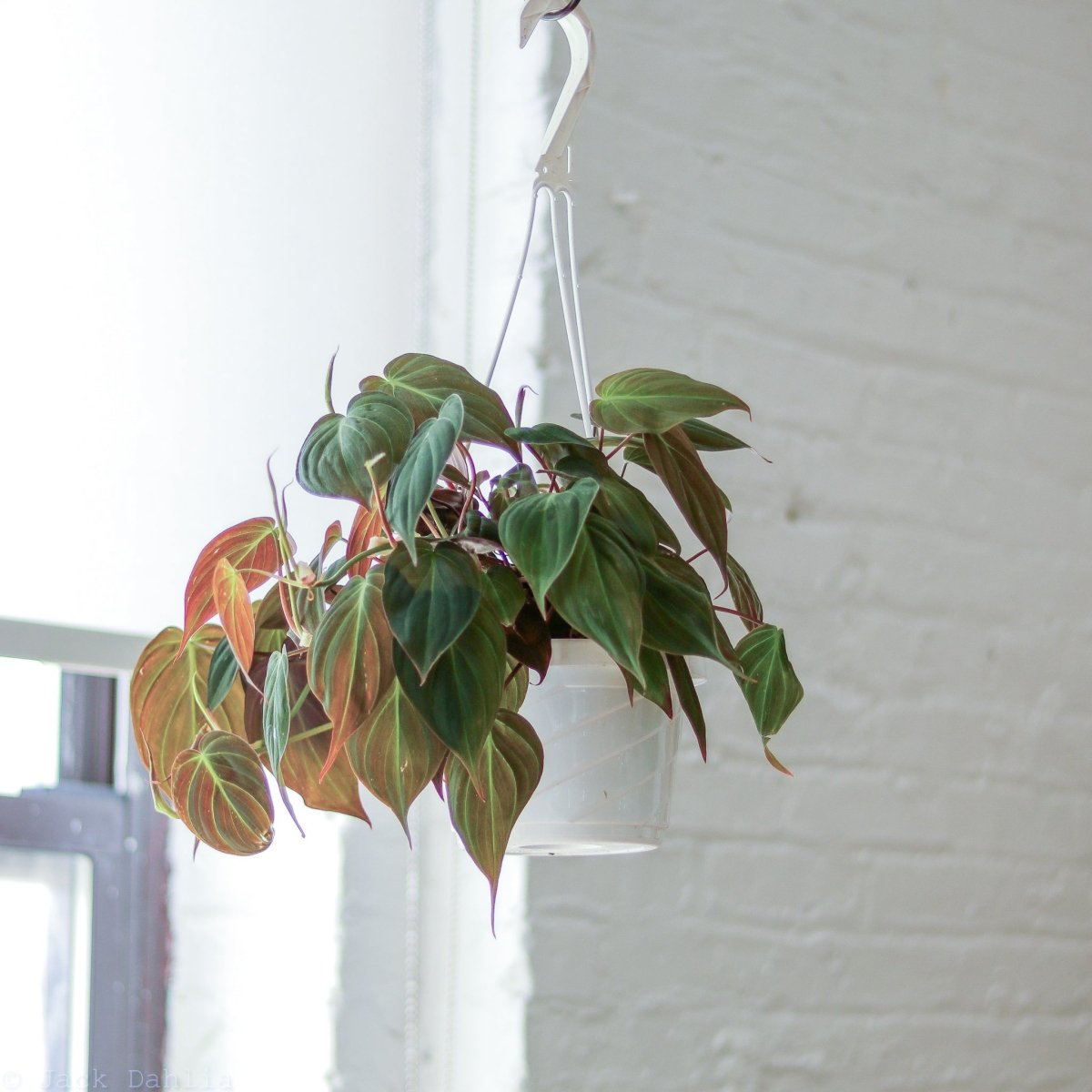 Philodendron micans - Velvet Philodendron Hanging Basket - Ed's Plant Shop