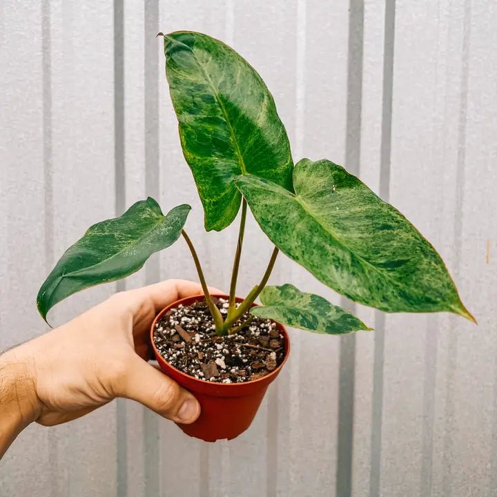 philodendron paraiso verde scientific name 4" Nursery Pot