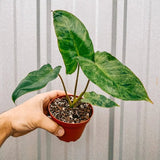 Philodendron Paraiso Verde - Rare Philodendron - Ed's Plant Shop