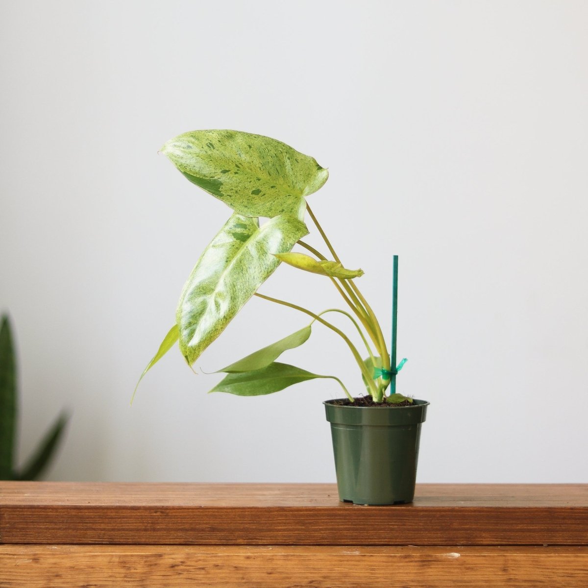 Ed's Plant Shop Philodendron Paraiso Verde - Thumbnail 2