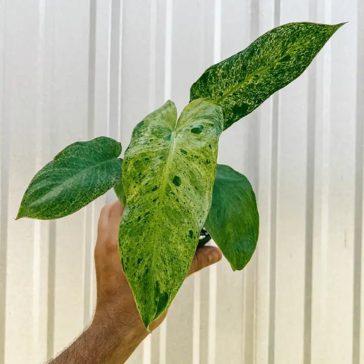 philodendron rare plants Philodendron Paraiso Verde