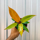 Hand holding a Philodendron Prince of Orange potted plant with green and orange leaves against a light background