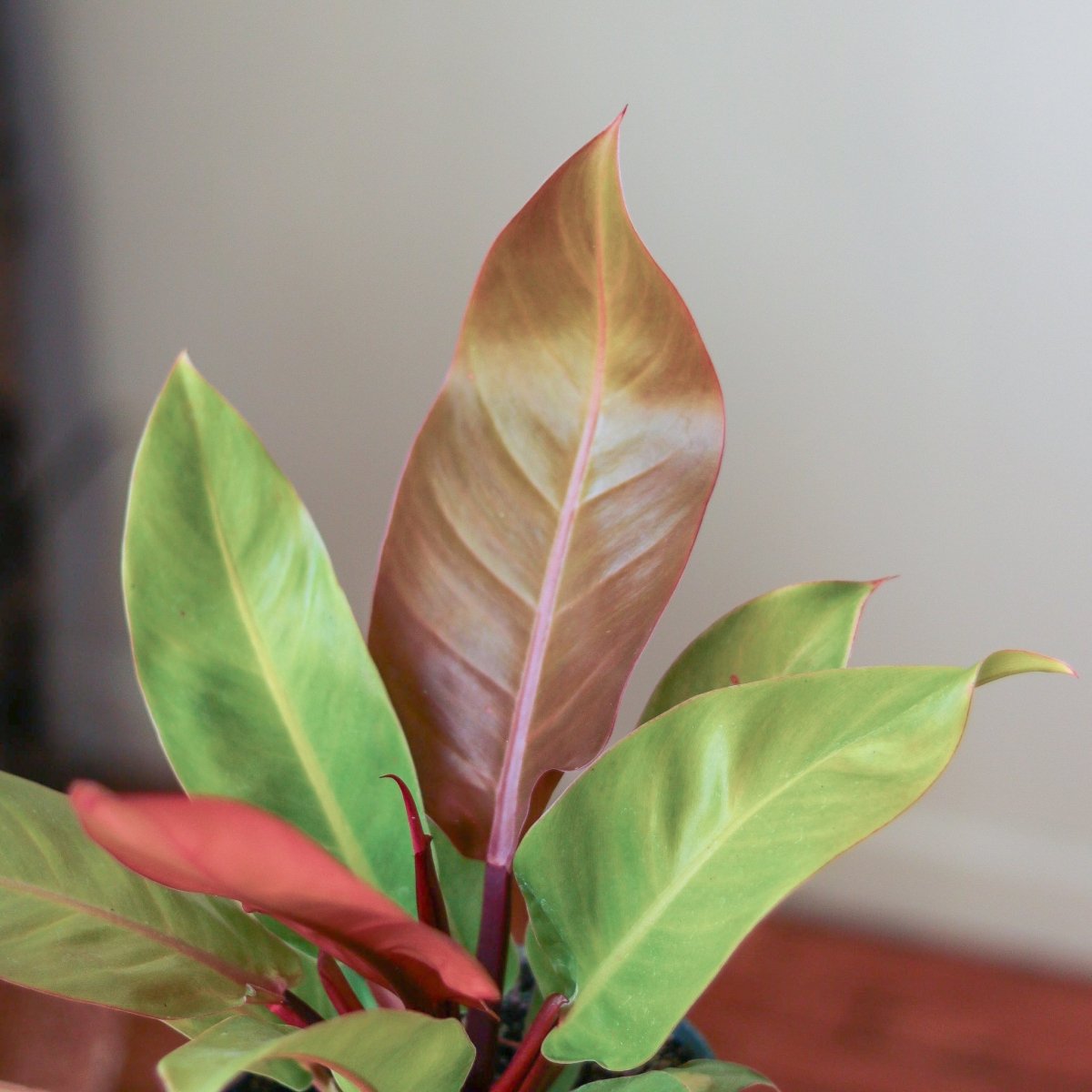 prince of orange philodendron for sale 6" Nursery Pot