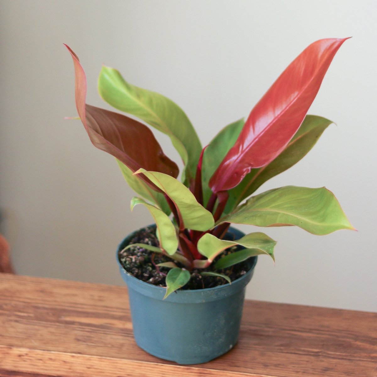 Philodendron 'Prince of Orange' 6