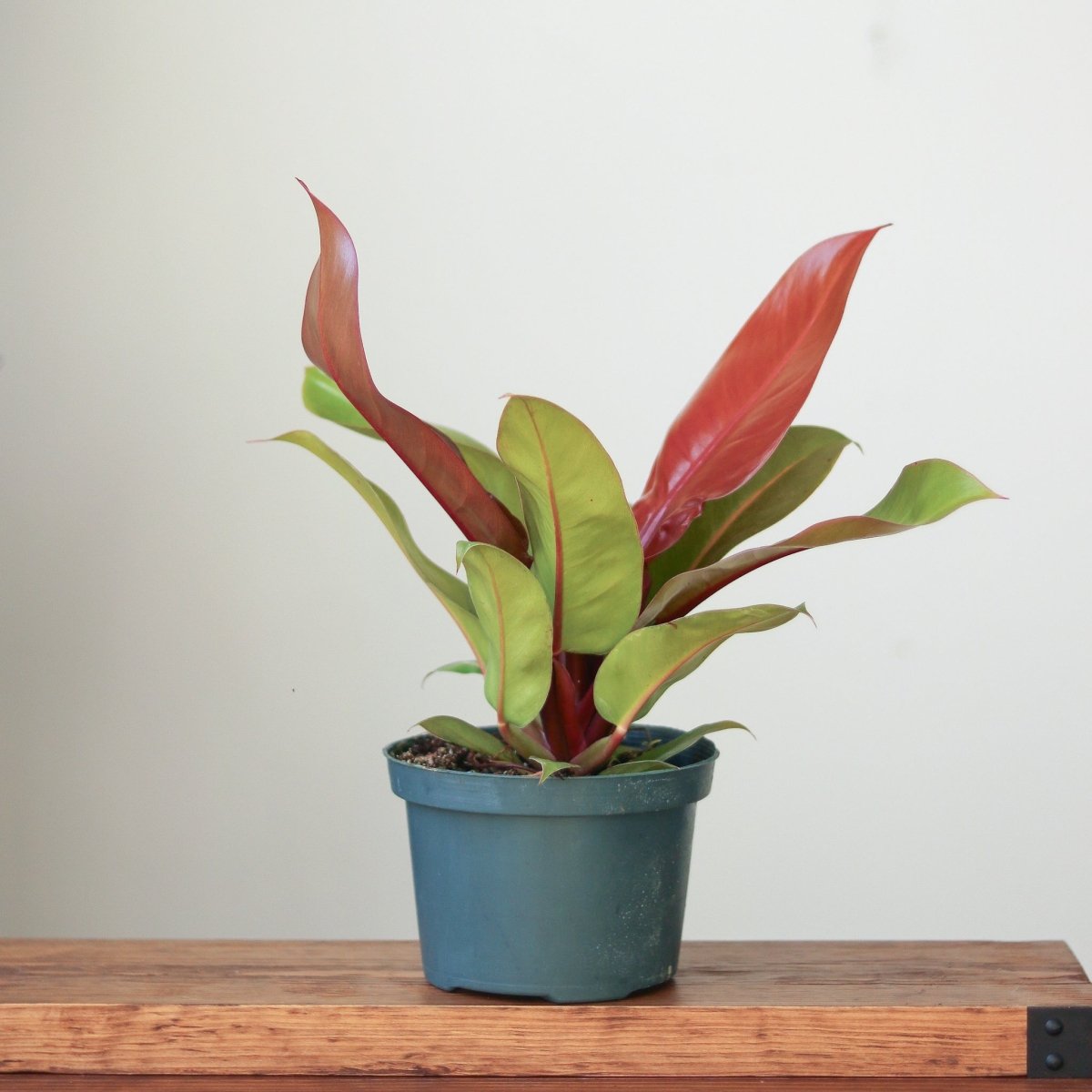 large prince of orange philodendron Philodendron 'Prince of Orange'