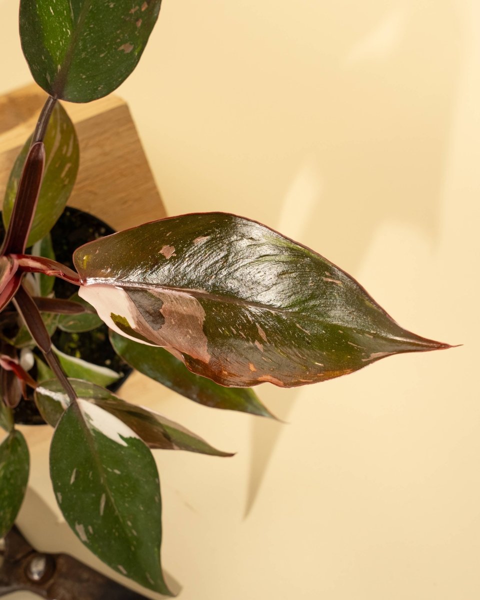 Philodendron Red Anderson ‘Pink Knight’ – Rare Variegated Hybrid - Ed's Plant Shop