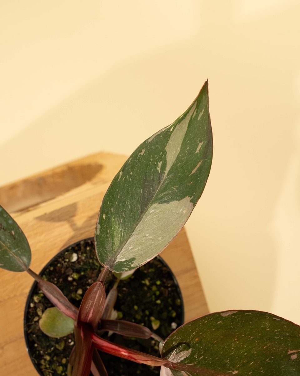 Philodendron Red Anderson ‘Pink Knight’ – Rare Variegated Hybrid - Ed's Plant Shop