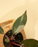 Philodendron Red Anderson ‘Pink Knight’ – Rare Variegated Hybrid - Ed's Plant Shop