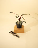 4-inch rare Philodendron hybrid with white-splashed variegation and upright growth habit