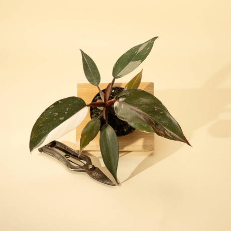 Philodendron Red Anderson 'Pink Knight' with pink and white variegated leaves and red stems in a 4-inch nursery pot