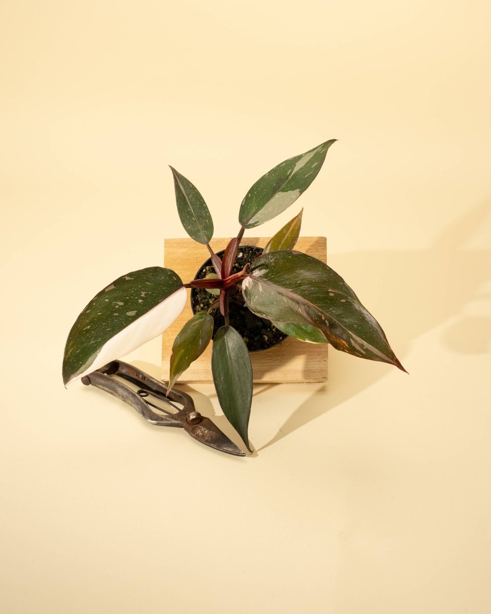 Philodendron Red Anderson 'Pink Knight' with pink and white variegated leaves and red stems in a 4-inch nursery pot