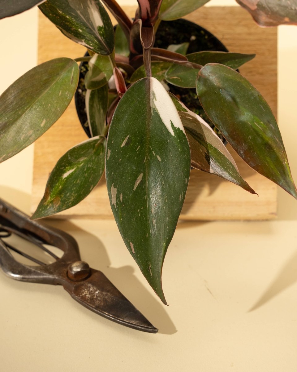 Philodendron Red Anderson ‘Pink Knight’ – Rare Variegated Hybrid - Ed's Plant Shop