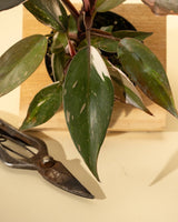 Philodendron Red Anderson ‘Pink Knight’ – Rare Variegated Hybrid - Ed's Plant Shop