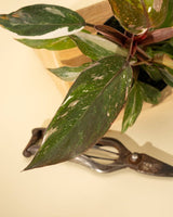 Philodendron Red Anderson ‘Pink Knight’ – Rare Variegated Hybrid - Ed's Plant Shop