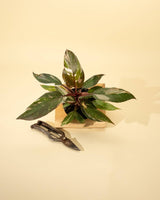 Philodendron Red Anderson ‘Pink Knight’ – Rare Variegated Hybrid - Ed's Plant Shop