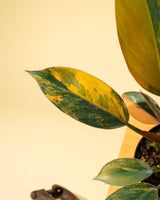 Philodendron Red Congo ‘Red Hot’ – Rare Variegated Houseplant - Ed's Plant Shop