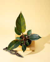 Philodendron Red Congo ‘Red Hot’ – Rare Variegated Houseplant - Ed's Plant Shop