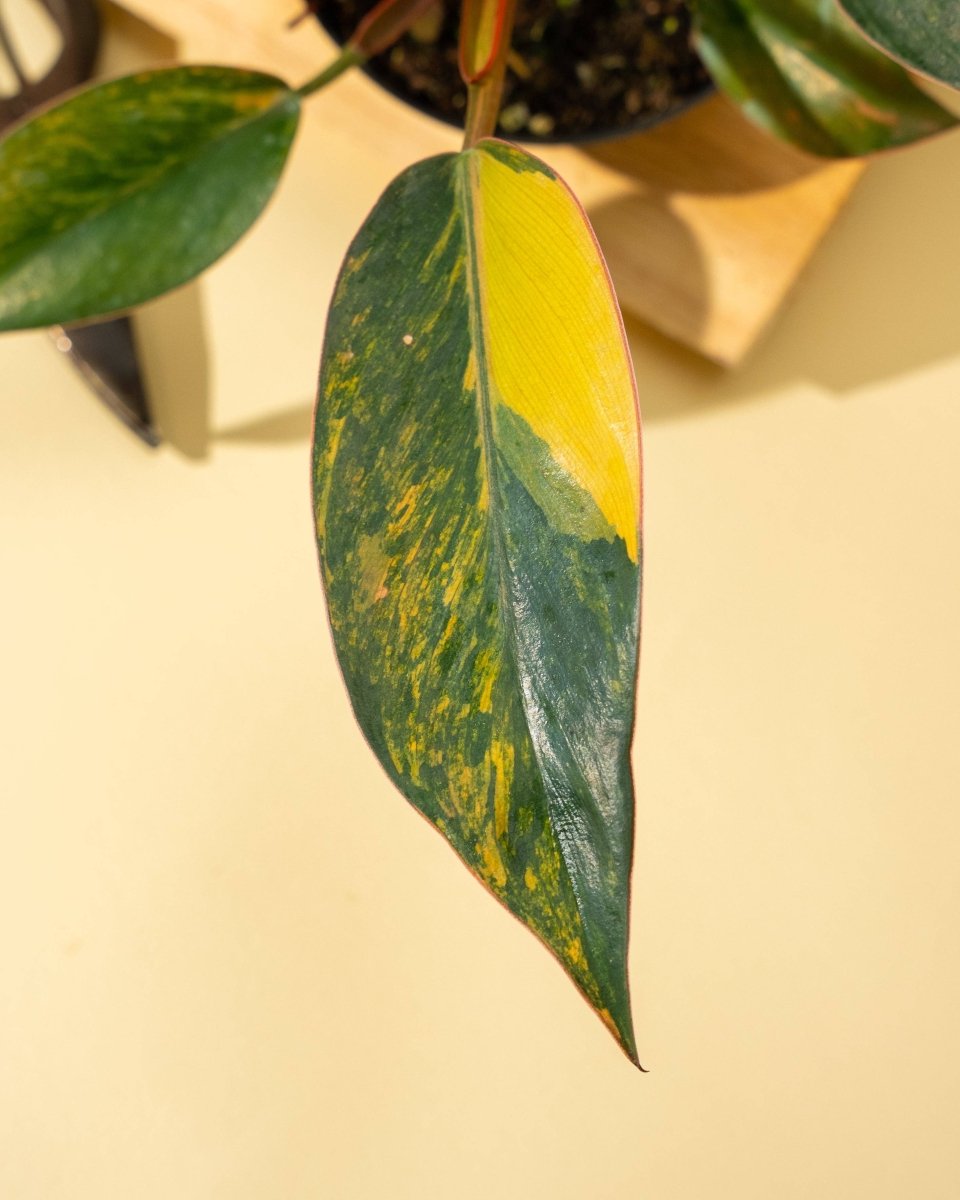 Philodendron Red Congo ‘Red Hot’ – Rare Variegated Houseplant - Ed's Plant Shop