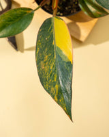 Philodendron Red Congo ‘Red Hot’ – Rare Variegated Houseplant - Ed's Plant Shop