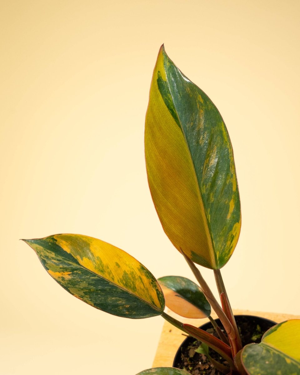 Philodendron Red Congo ‘Red Hot’ – Rare Variegated Houseplant - Ed's Plant Shop