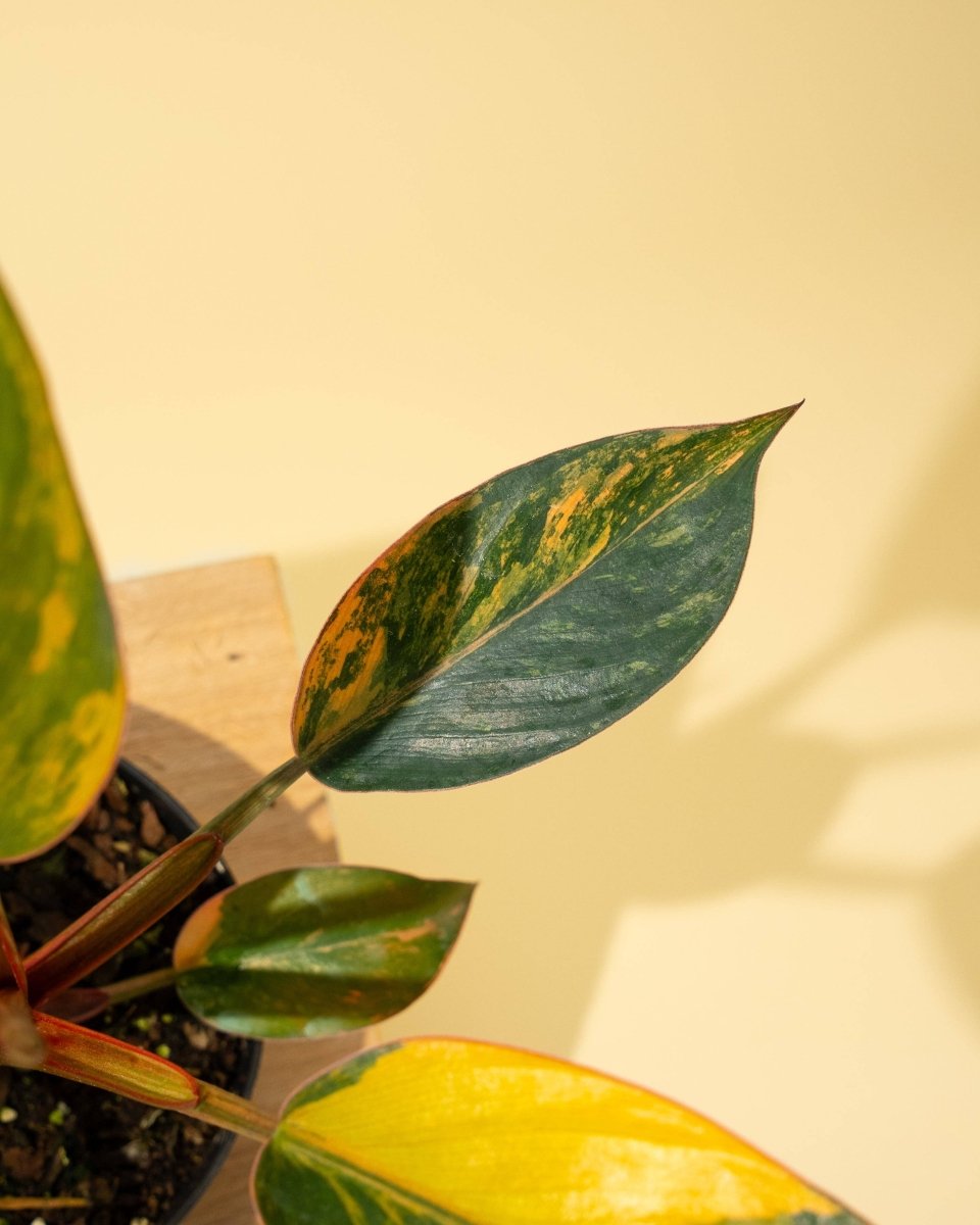 Philodendron Red Congo ‘Red Hot’ – Rare Variegated Houseplant - Ed's Plant Shop