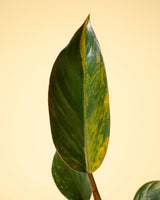 Philodendron Red Congo ‘Red Hot’ – Rare Variegated Houseplant - Ed's Plant Shop