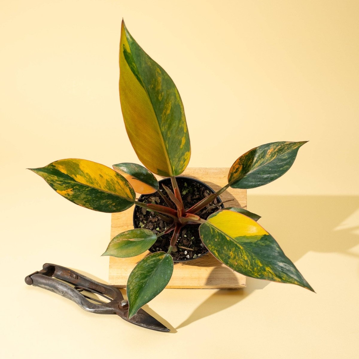 Philodendron Red Congo ‘Red Hot’ – Rare Variegated Houseplant - Ed's Plant Shop