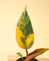 Philodendron Red Congo ‘Red Hot’ – Rare Variegated Houseplant - Ed's Plant Shop