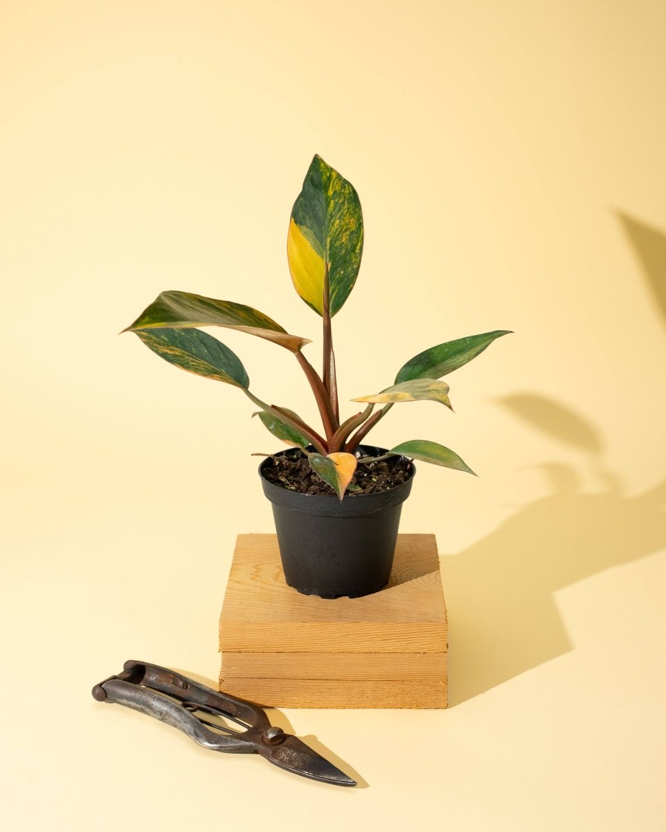 Philodendron Red Congo ‘Red Hot’ – Rare Variegated Houseplant - Ed's Plant Shop