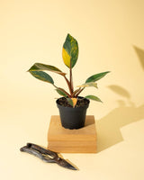 Philodendron Red Congo ‘Red Hot’ – Rare Variegated Houseplant - Ed's Plant Shop