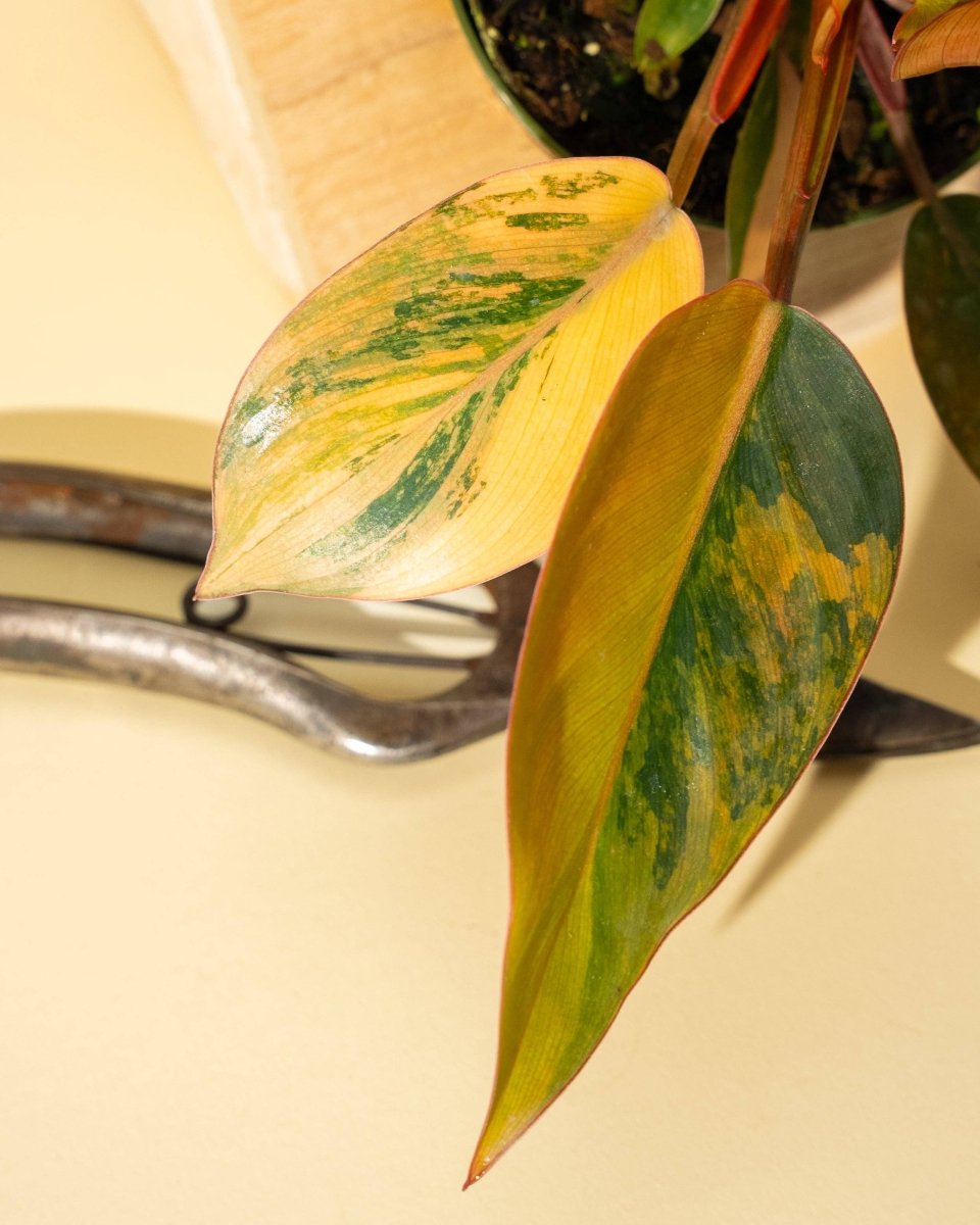 Philodendron Red Congo ‘Red Hot’ – Rare Variegated Houseplant - Ed's Plant Shop