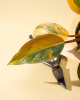 Philodendron Red Congo ‘Red Hot’ – Rare Variegated Houseplant - Ed's Plant Shop