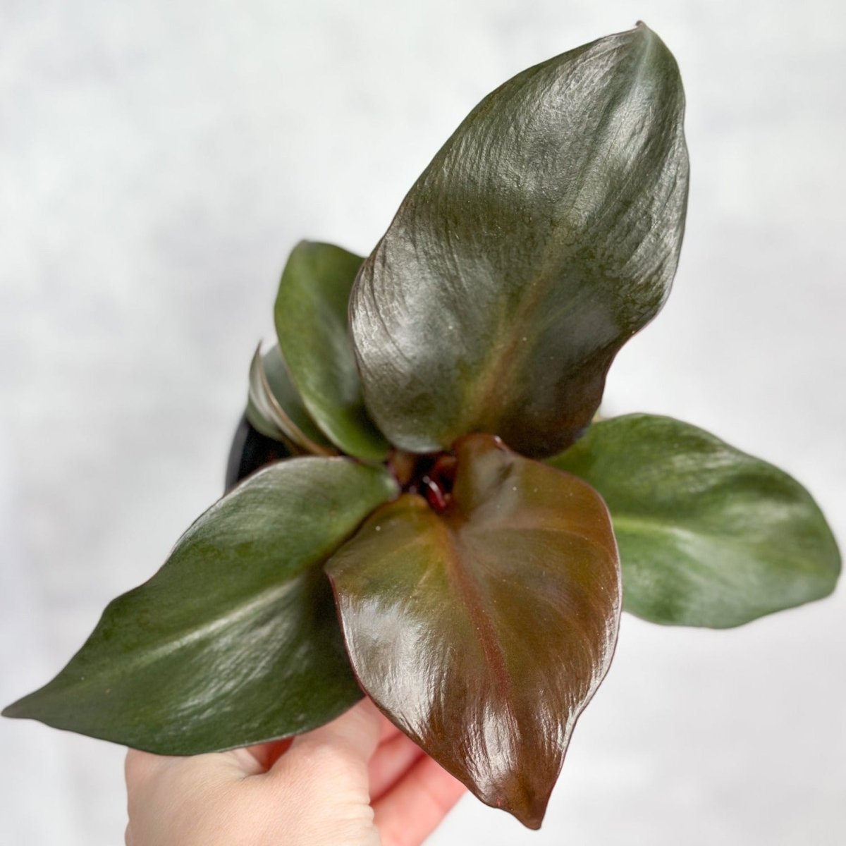 Philodendron 'Red Heart' - Red Heart Philodendron - 4 Inch - Ed's Plant Shop