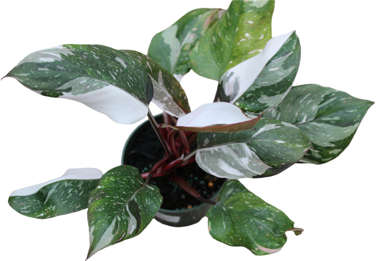 philodendron undulata Philodendron Red Medusa™ – Rare Variegated Hybrid